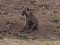 Cute hyena - Kruger Park