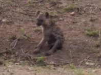 Cute hyena - Kruger Park