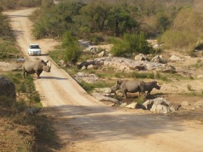 Rhino - Kruger Park